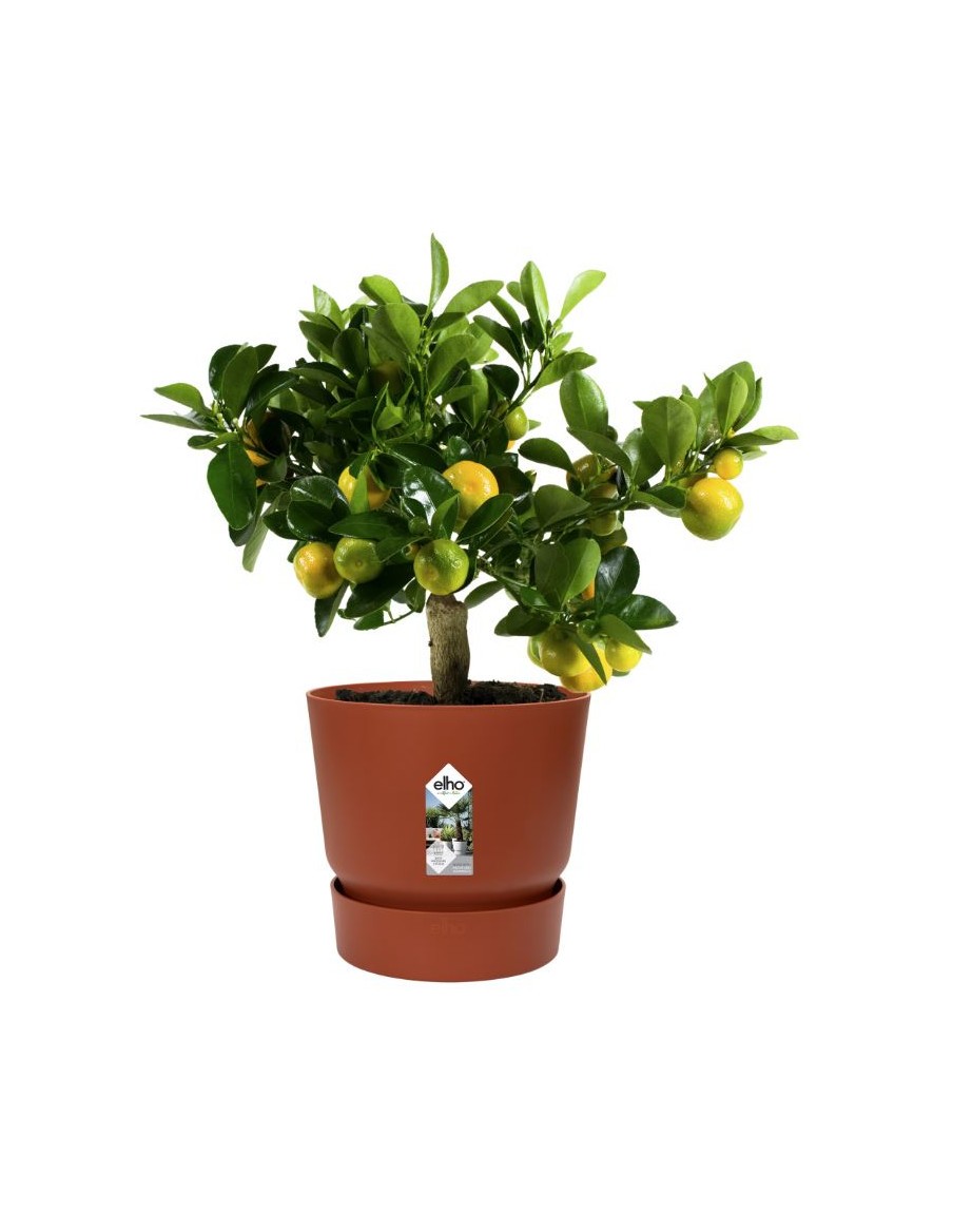 Pot Greenville - Ø30 cm - Brique Elho Pot et bac en plastique rond