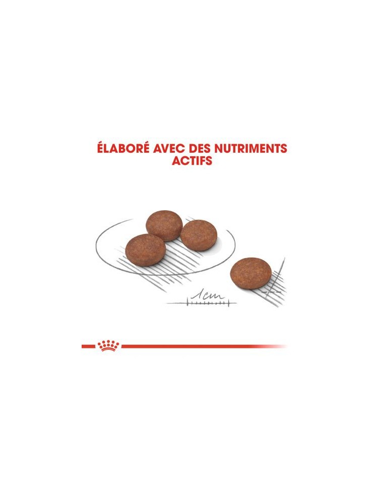 Croquettes Digest Care Mini 3Kg Royal canin Alimentation et croquette