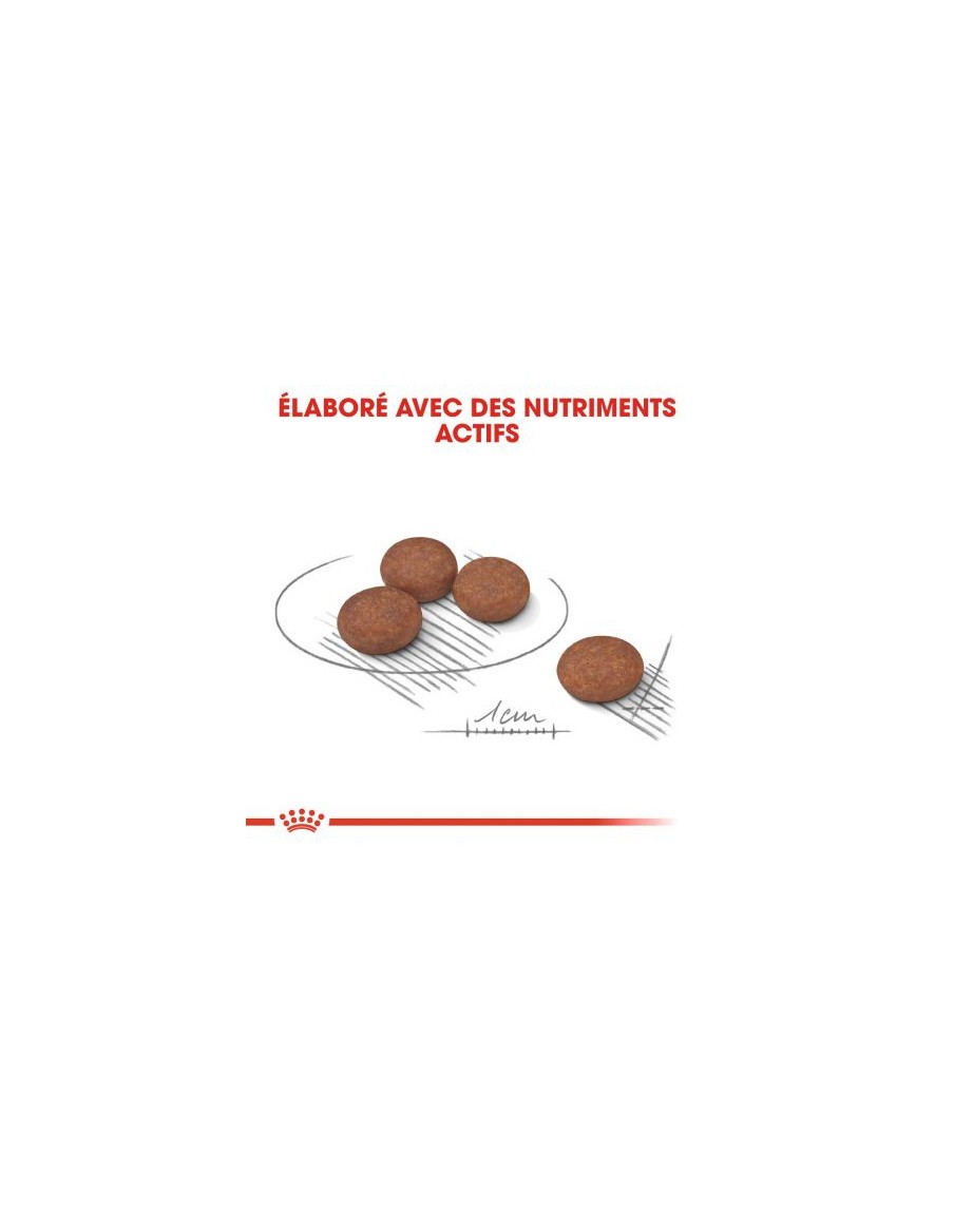 Croquettes Digest Care Mini 3Kg Royal canin Alimentation et croquette