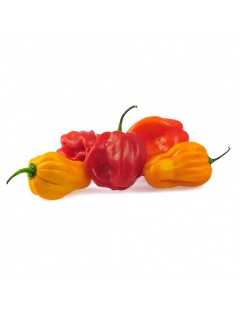 Piment scotch bonnet en godet Pépinière de la TAMOA Plants du potager