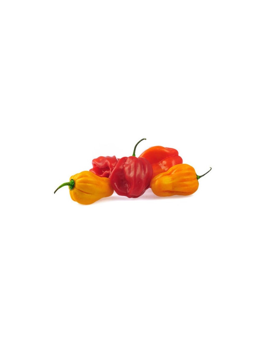 Piment scotch bonnet en godet Pépinière de la TAMOA Plants du potager