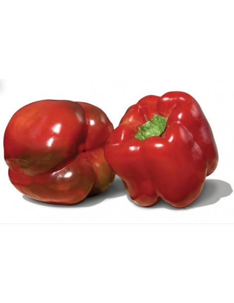 Poivron rouge en godet  Plant du potager