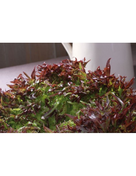 Salade Laitue Frisée "Triplex" en barquette  Plant du potager 2