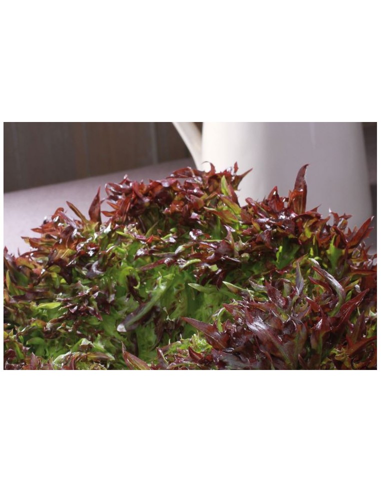 Salade Laitue Frisée "Triplex" en barquette  Plant du potager