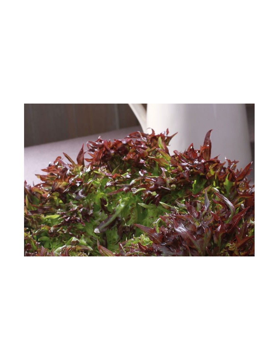 Salade Laitue Frisée "Triplex" en barquette  Plant du potager