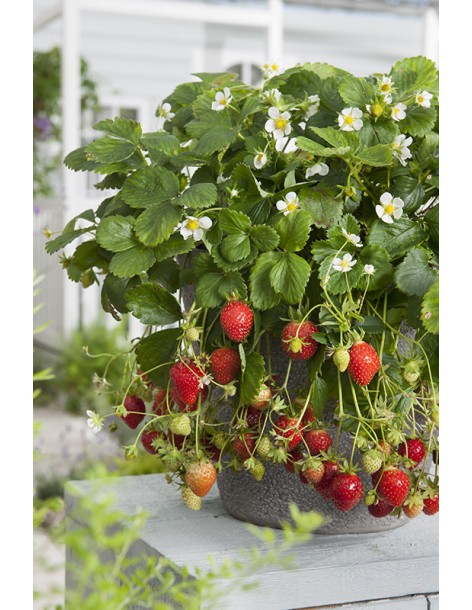 Fraisier Loran P12 Pépinière de la TAMOA Plants du potager 2