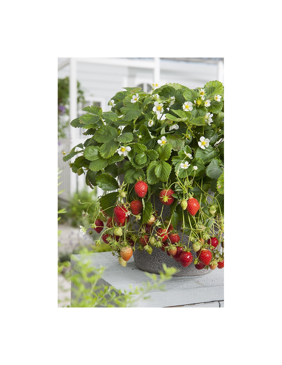 Fraisier Loran P12 Pépinière de la TAMOA Plants du potager