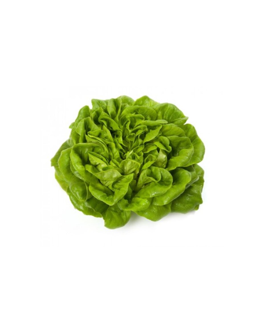 Salade Laitue Salanova® "Aquino" en barquette  Plant du potager