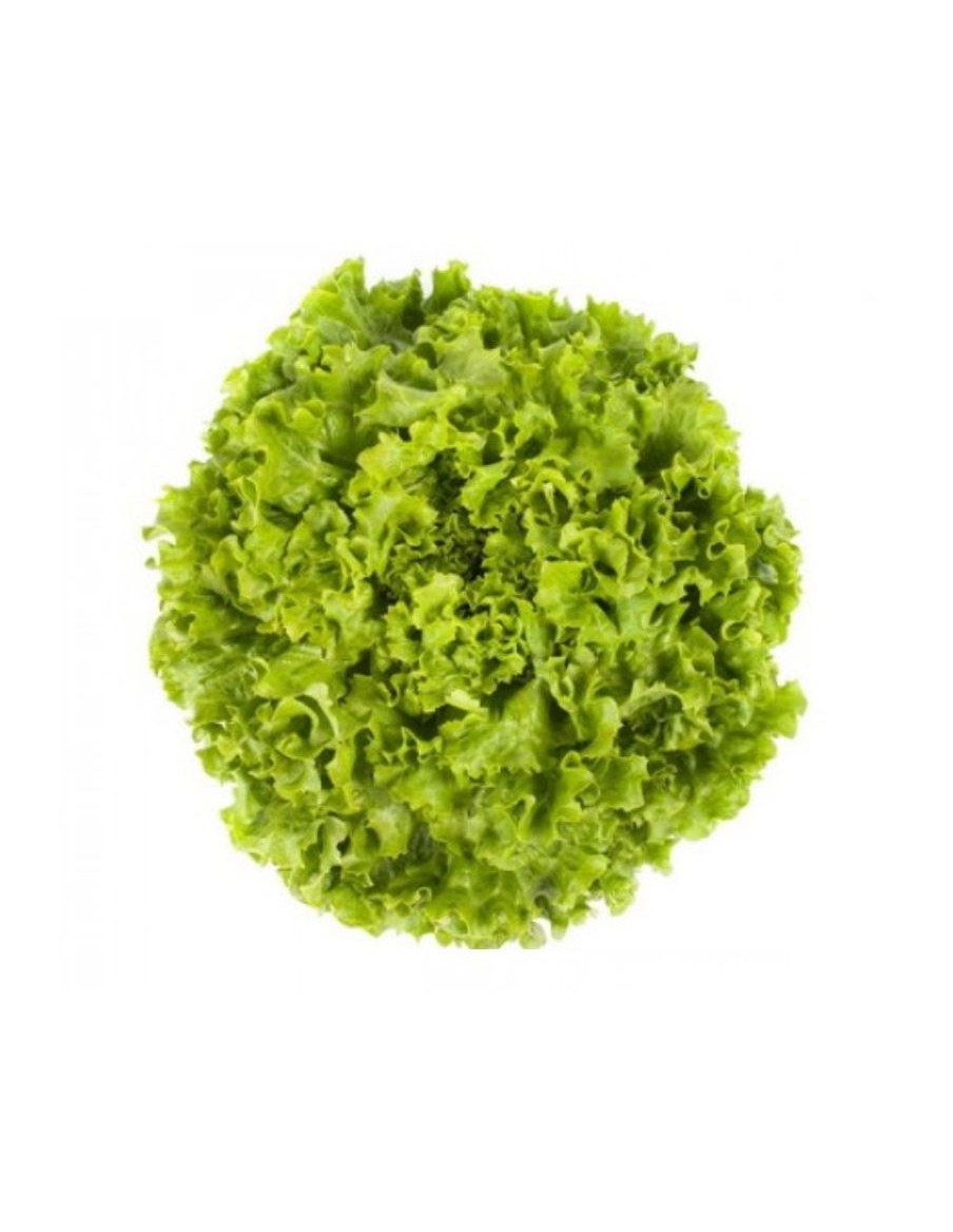 Salade Laitue Batavia "Othilie" en barquette  Plants du potager