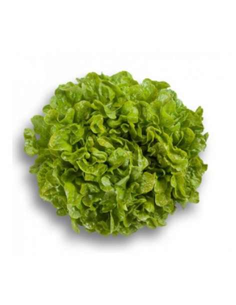 Salade Laitue feuille de chêne "Kiprien" en barquette  Plants du potager