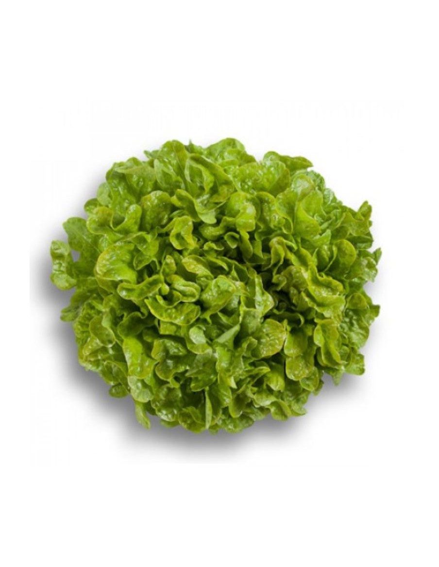 Salade Laitue feuille de chêne "Kiprien" en barquette  Plants du potager