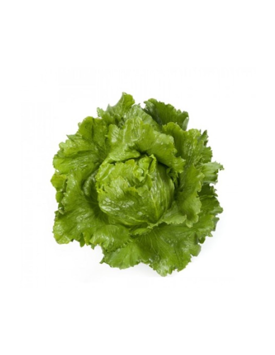 Salade Laitue Iceberg "Santarinas" en barquette  Plant du potager
