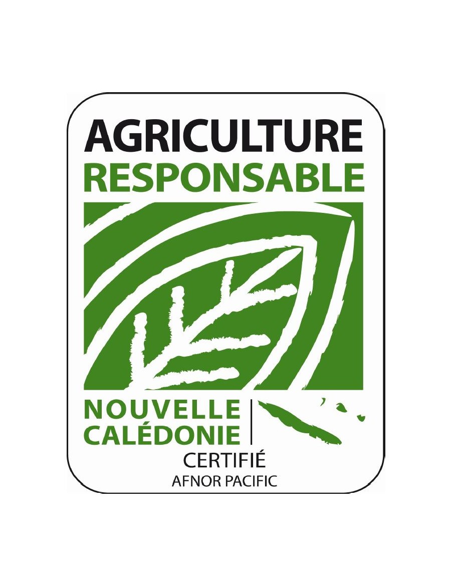 Courgette ronde de Nice en godet Pépinière de la TAMOA Plants du potager