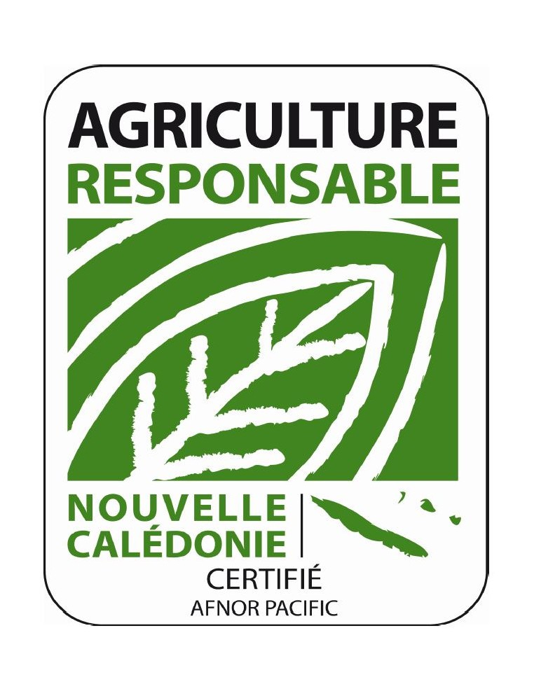 Tomate cœur de bœuf en godet Pépinière de la TAMOA Plants du potager