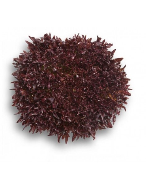 Salade Laitue Frisée "Triplex" en barquette  Plant du potager