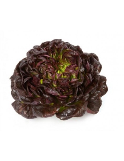 Salade Laitue Beurre"Seurat" en barquette  Plants du potager