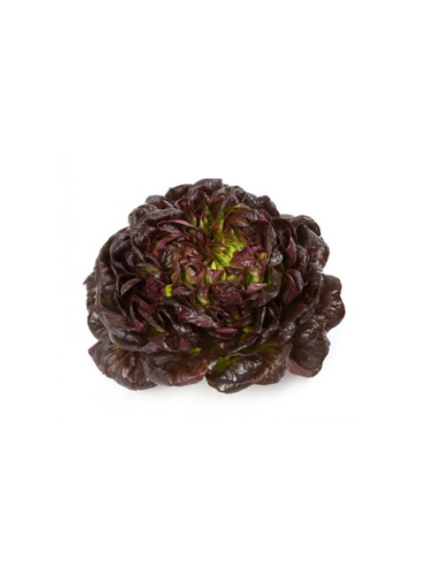 Salade Laitue Beurre"Seurat" en barquette  Plants du potager