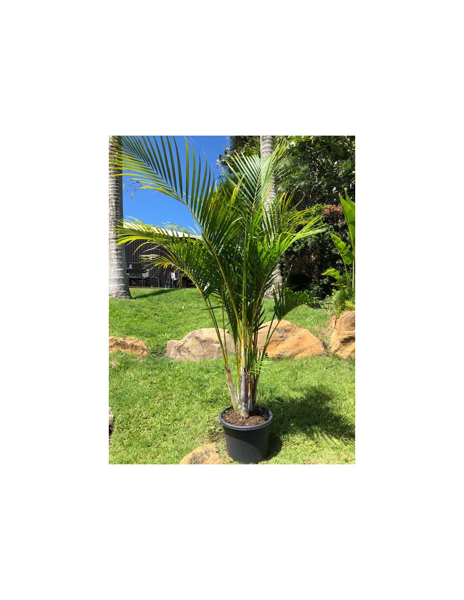 Palmier Multipliant en pot de 20 Litres  Palmier