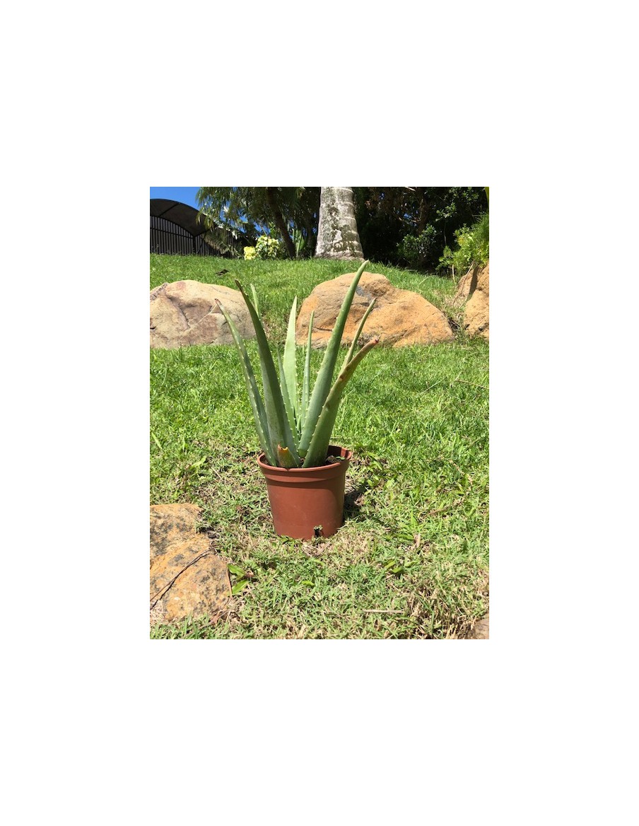 Aloe Vera en pot de 2 Litres  Plante à massif