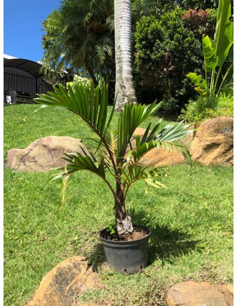 Palmier Bouteille pot 7,5 Litres  Palmier