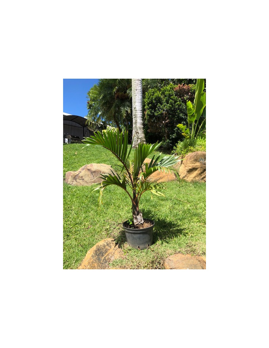 Palmier Bouteille pot 7,5 Litres  Palmier