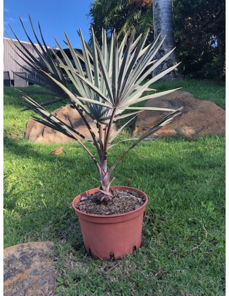 Palmier Bismarckia Nobilis pot 7,5 Litres  Palmier
