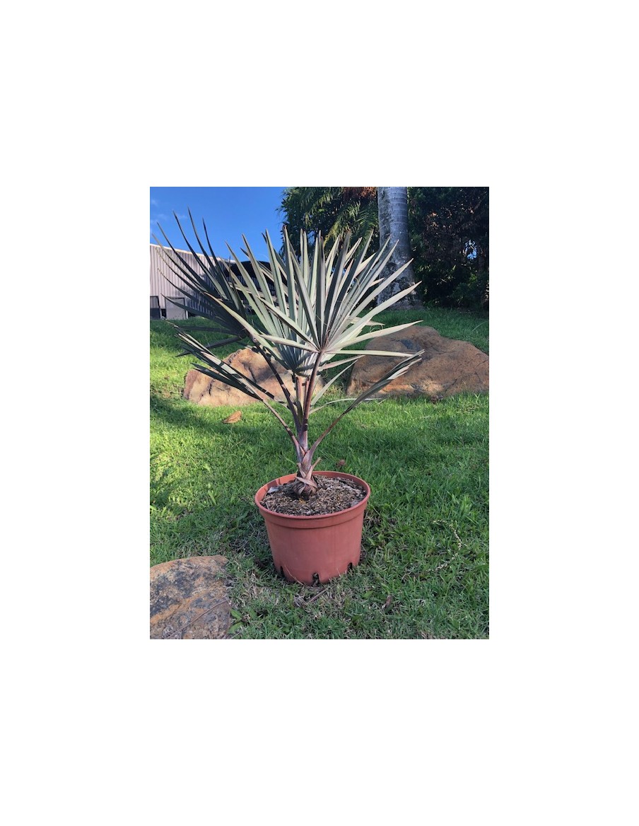 Palmier Bismarckia Nobilis pot 7,5 Litres  Palmier