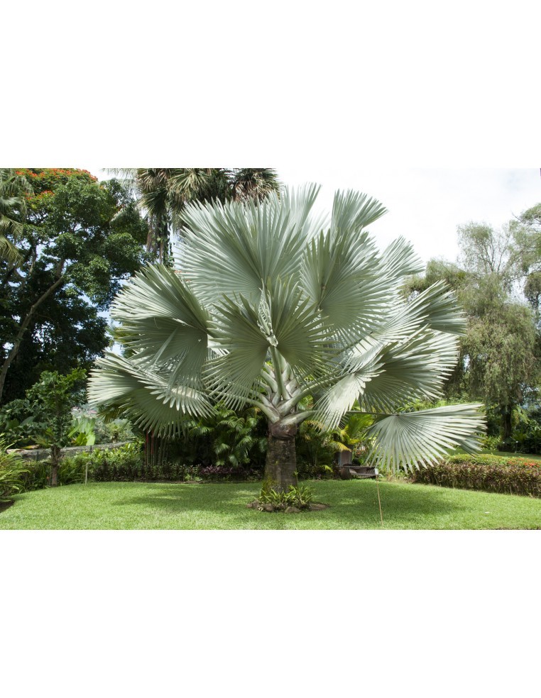 Palmier Bismarckia Nobilis pot 7,5 Litres  Palmier