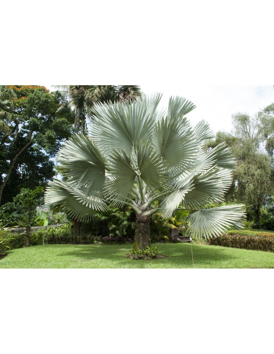 Palmier Bismarckia Nobilis pot 7,5 Litres  Palmier