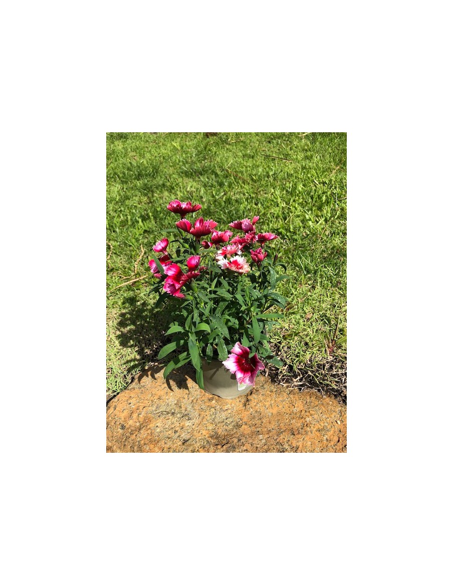 Oeillet de Chine en pot de 12cm  Plante à massif