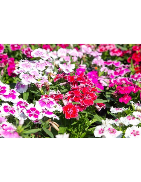 Oeillet de Chine en pot de 12cm  Plante à massif