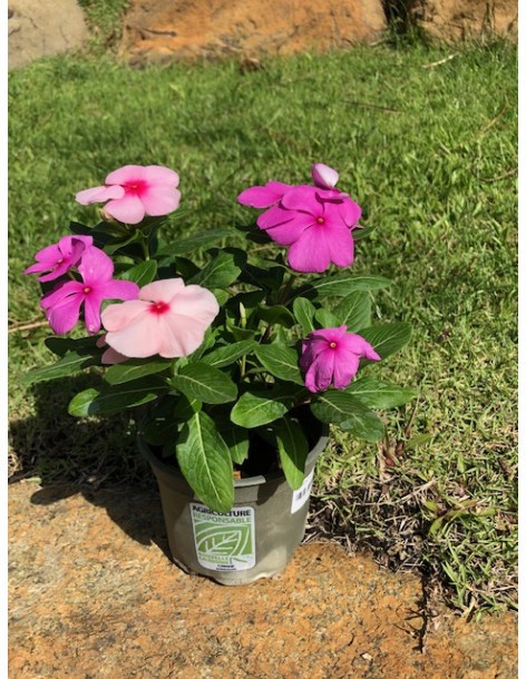 Pervenche de Madagascar en pot de 12cm  Plante à massif 2