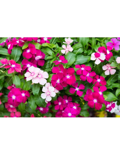 Pervenche de Madagascar en pot de 12cm  Plante à massif