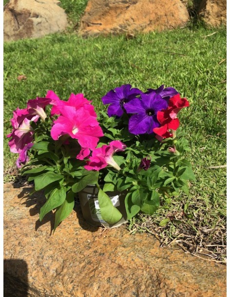 Pétunia en pot de 12cm  Plante à massif 2