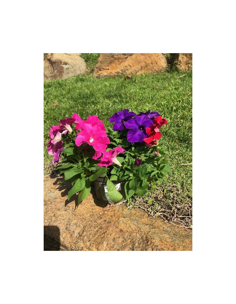 Pétunia en pot de 12cm  Plante à massif