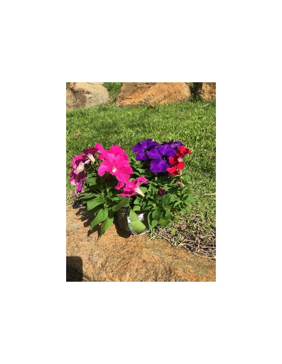 Pétunia en pot de 12cm  Plante à massif