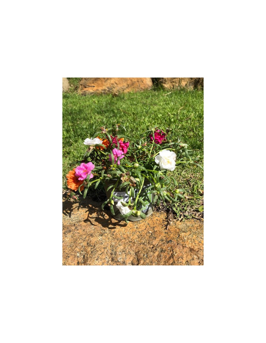 Pourpier varié en pot de 12 cm  Plante à massif