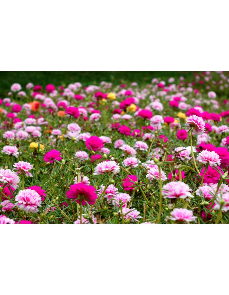 Pourpier varié en pot de 12 cm  Plante à massif