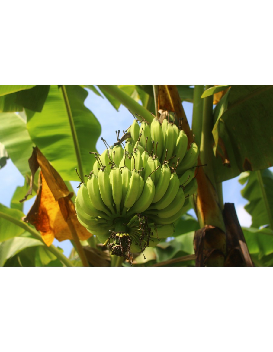 Bananier William poche - 2 litres  Arbres, arbustes et fruitiers