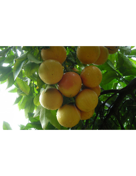 Pomelo Star Ruby poche  Arbres, arbustes et fruitiers