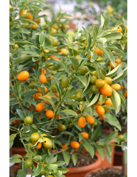 Kumquat Fukushu poche  Arbres, arbustes et fruitiers