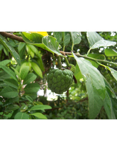 Pomme cannelle poche  Arbres, arbustes et fruitiers