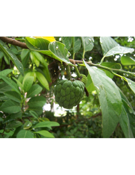 Pomme cannelle poche  Arbres, arbustes et fruitiers
