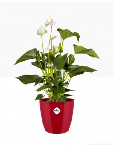 Cache-Pot Brussels Diamant rond rouge - Elho Elho Pot et bac en plastique rond