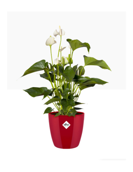 Cache-Pot Brussels Diamant rond rouge - Elho Elho Pot et bac en plastique rond