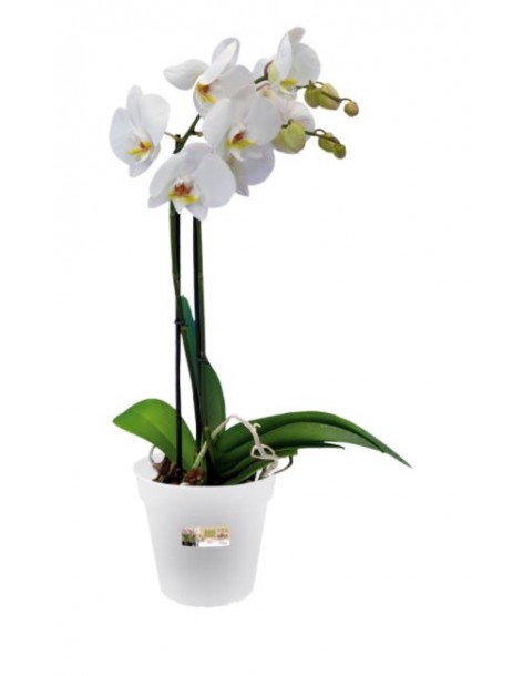 Pot pour orchidée Green basics Elho Pot et bac en plastique rond 2