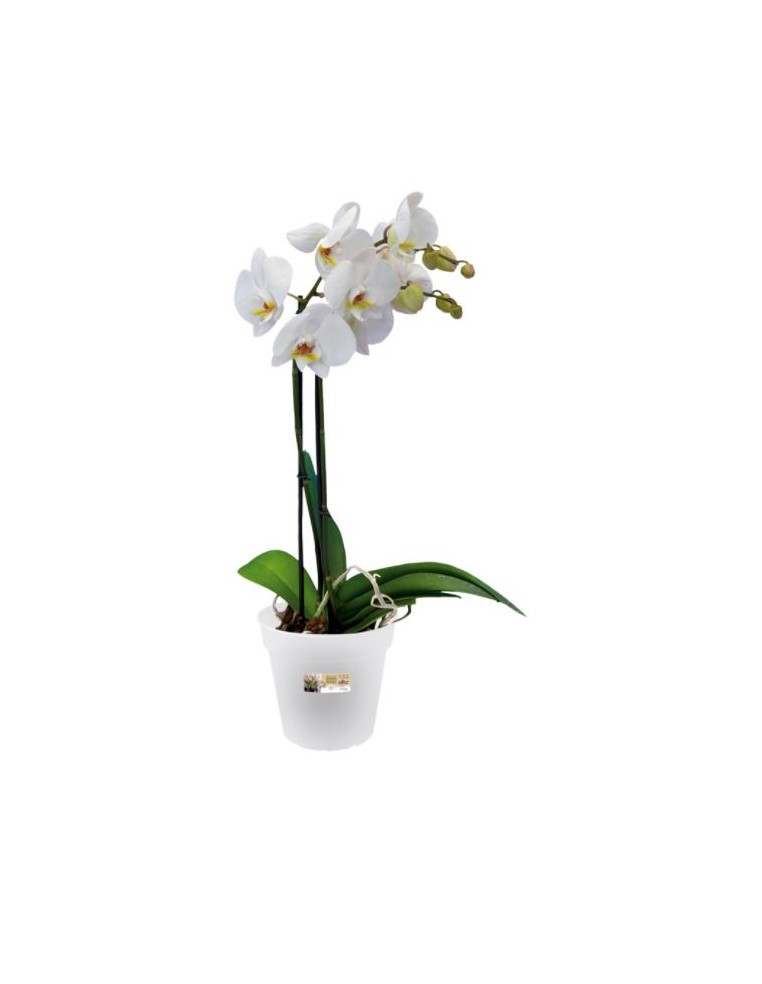 Pot pour orchidée Green basics Elho Pot et bac en plastique rond