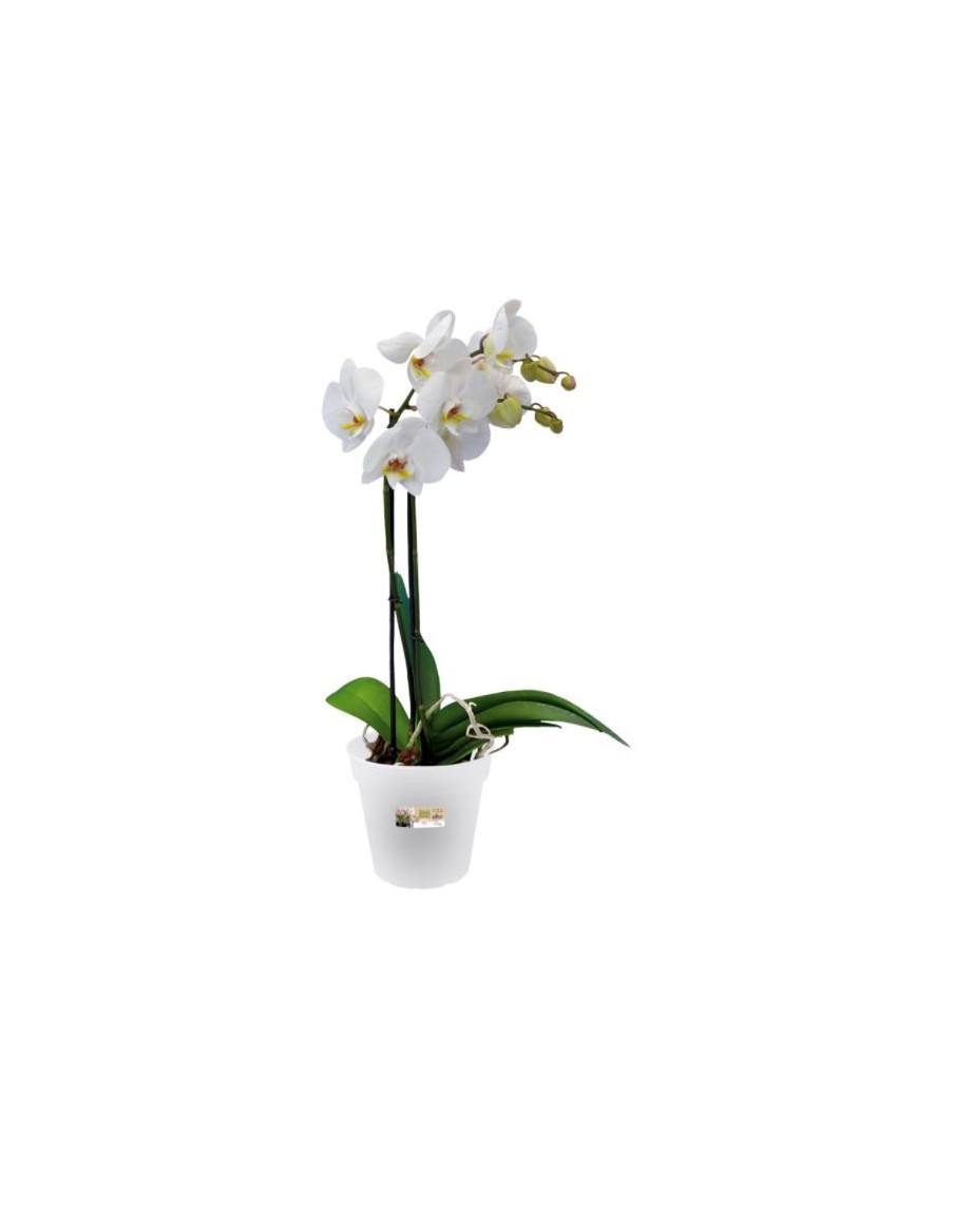 Pot pour orchidée Green basics Elho Pot et bac en plastique rond