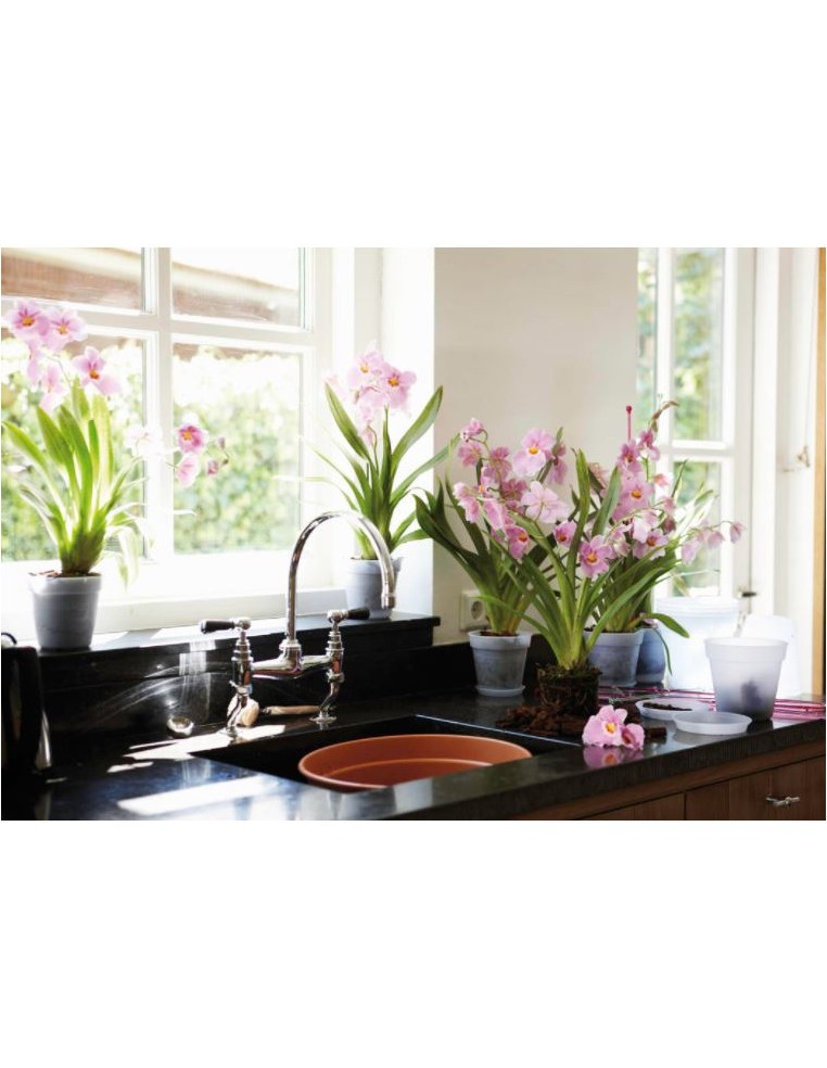 Pot pour orchidée Green basics Elho Pot et bac en plastique rond