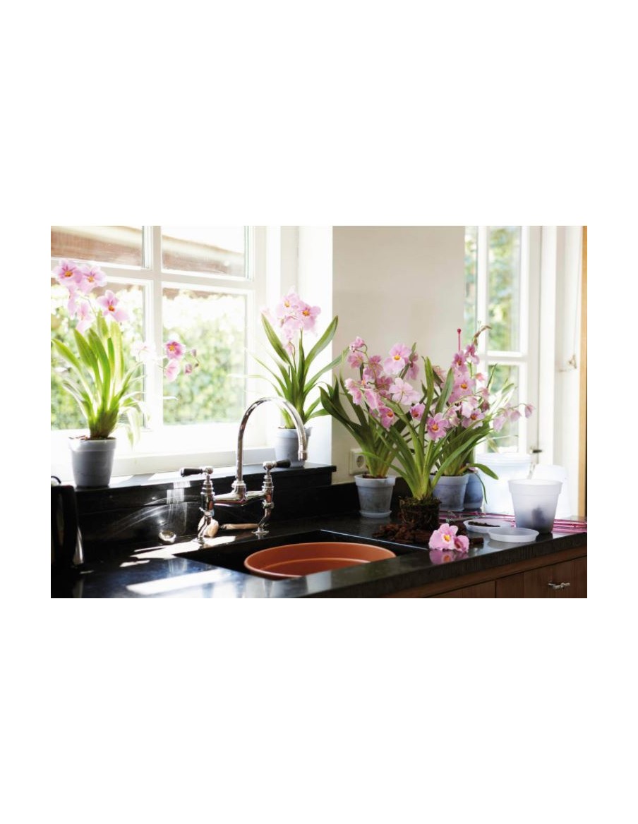 Pot pour orchidée Green basics Elho Pot et bac en plastique rond